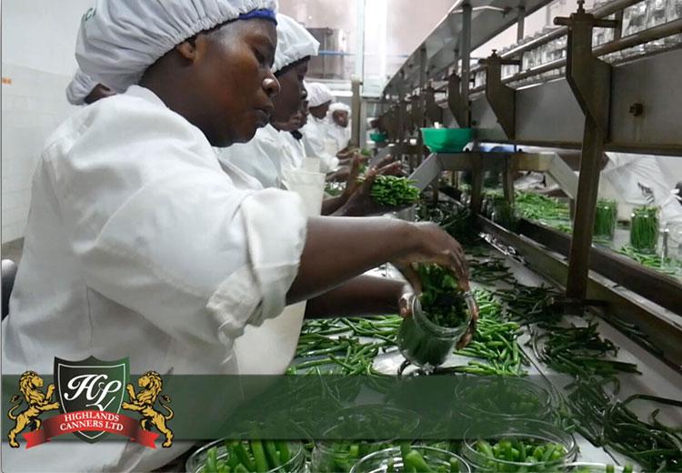 Processing French beans enhances the eating quality and flavor as well as increasing the shelf life to up to 3 years.  